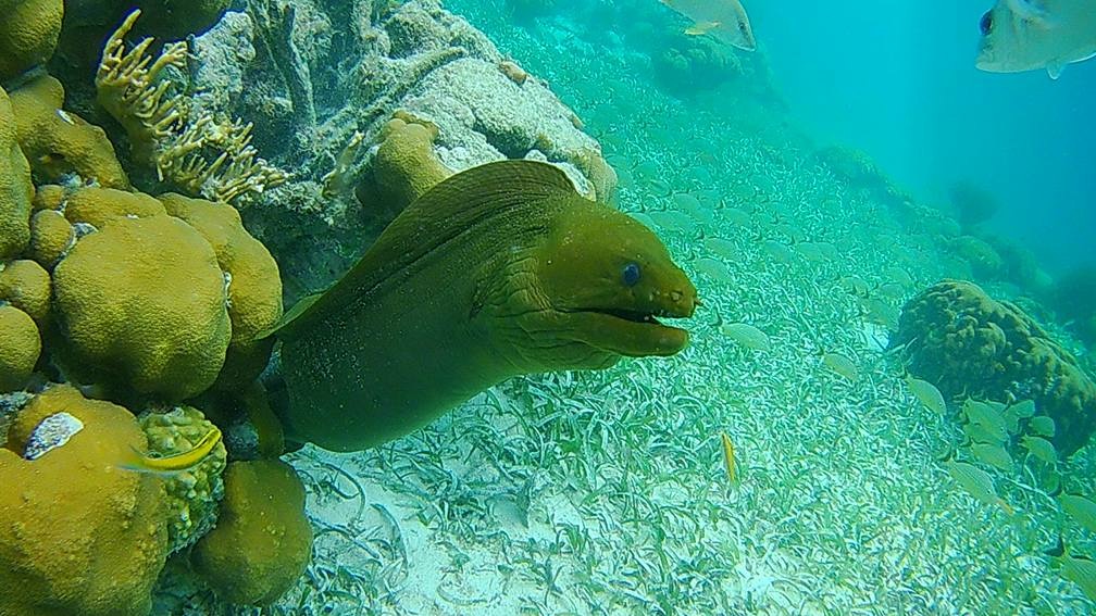 Anda De Wata Tours - Marine Species - Belize - Coral Gardens - Barrier Reef