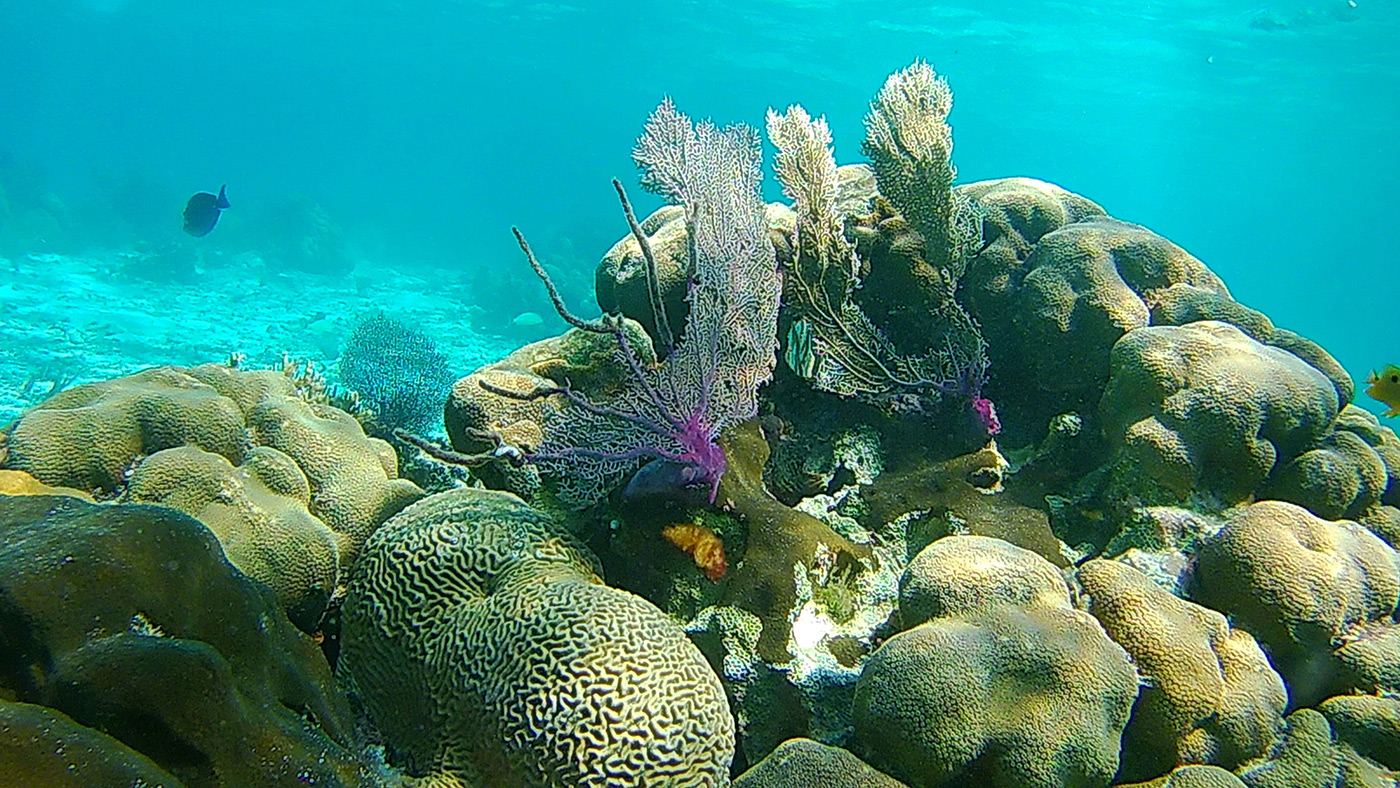 Anda De Wata Tours - Coral Reef - Barrier Reef Snorkeling - Belize