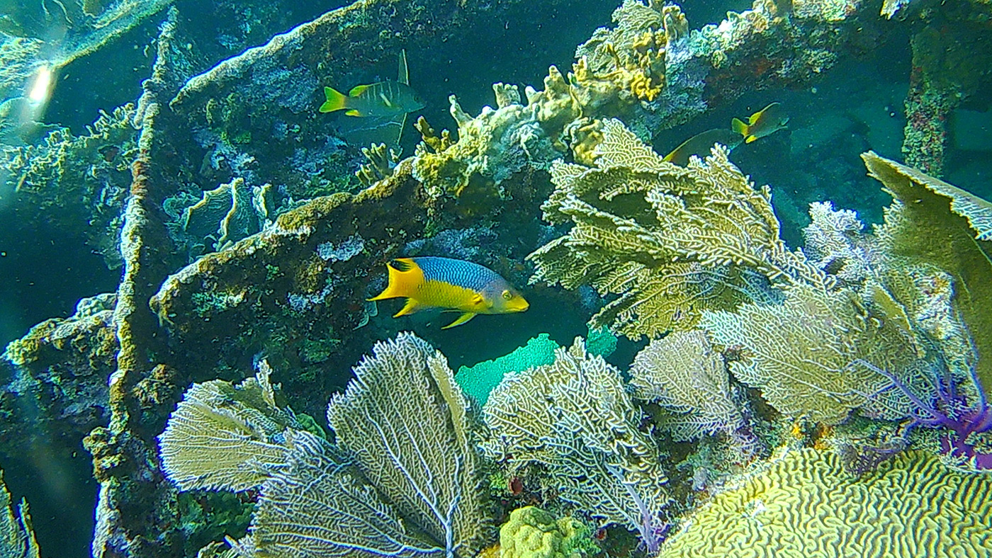 Coral Gardens - Barrier Reef - Snorkel Tours - Anda De Wata Tours - Belize