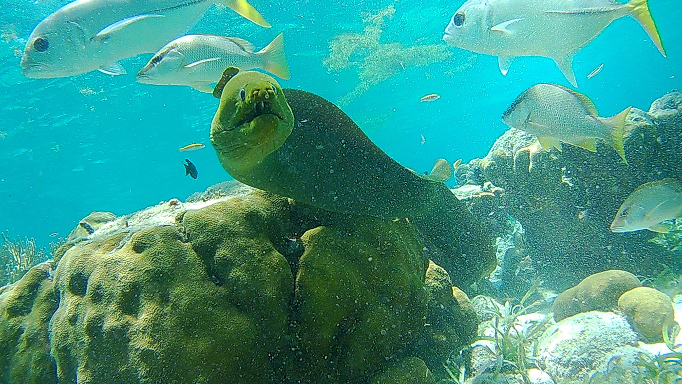 Marine Species - Snorkel Tours - Anda De Wata Tours - Belize