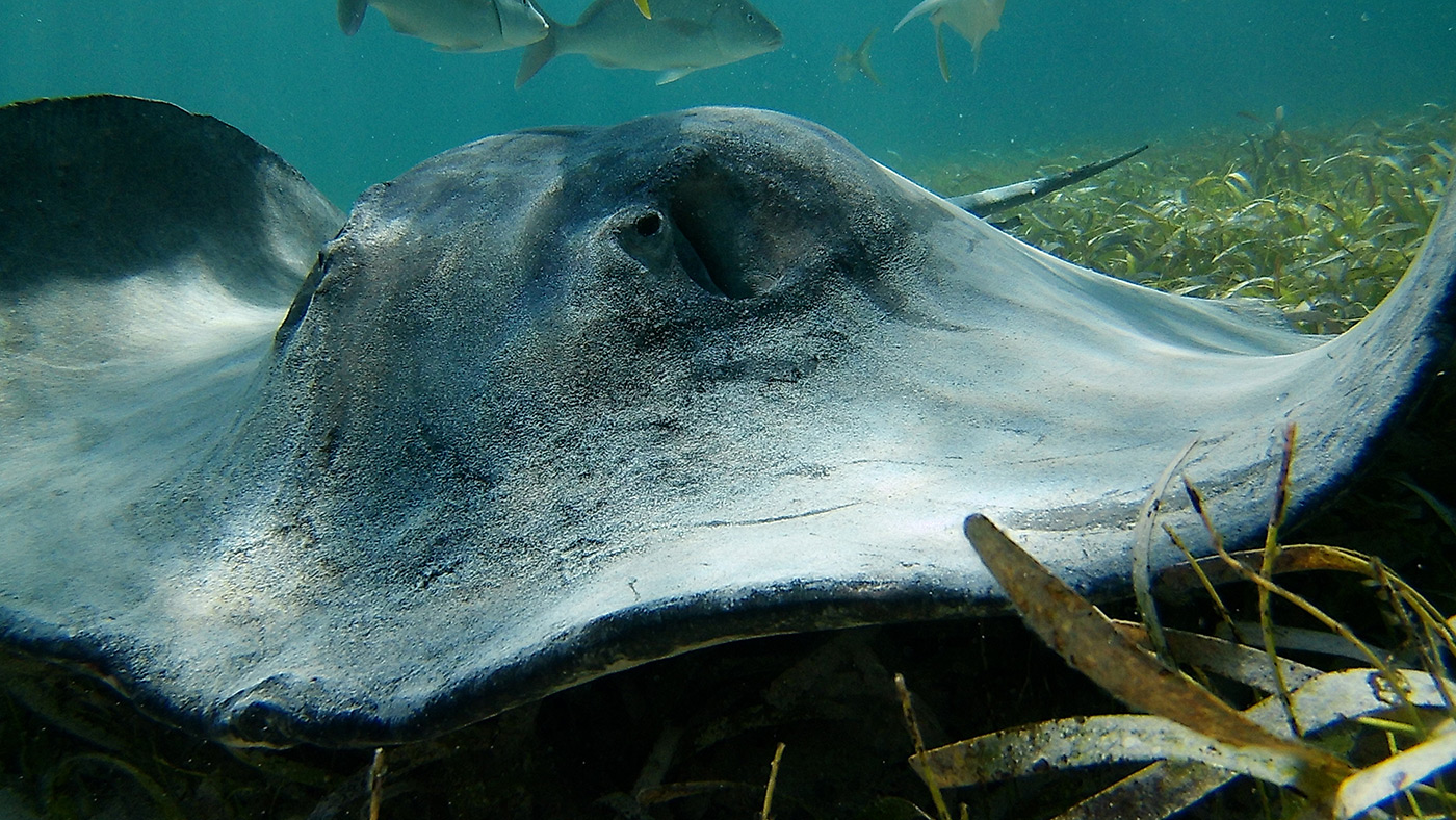Stingray - Sting Ray Alley - Marine Species - Snorkel Tours - Anda De Wata Tours - Belize