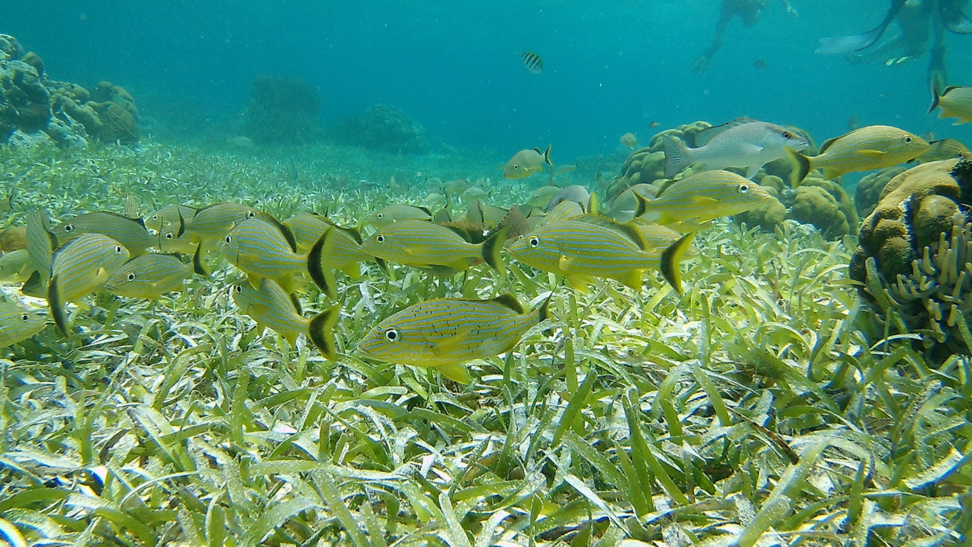 Anda De Wata Tours - Marine Species - Belize