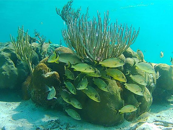 Caye Caulker Marine Reserve - Snorkel Tours - Anda De Wata - Snorkel Belizes Barrier Reef