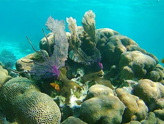 Caye Caulker Marine Reserve - Snorkel Tours - Anda De Wata - Snorkel Coral Gardens - Snorkel Belizes Barrier Reef