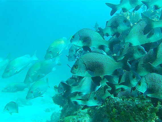 Caye Caulker Marine Reserve - Snorkel Tours - Anda De Wata - Snorkel Coral Gardens - Snorkel Belizes Barrier Reef