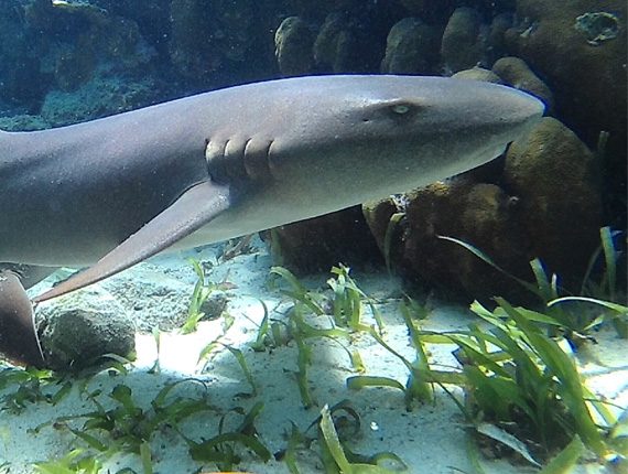 Caye Caulker Marine Reserve - Snorkel Tours - Anda De Wata - Shark & Sting Ray Alley