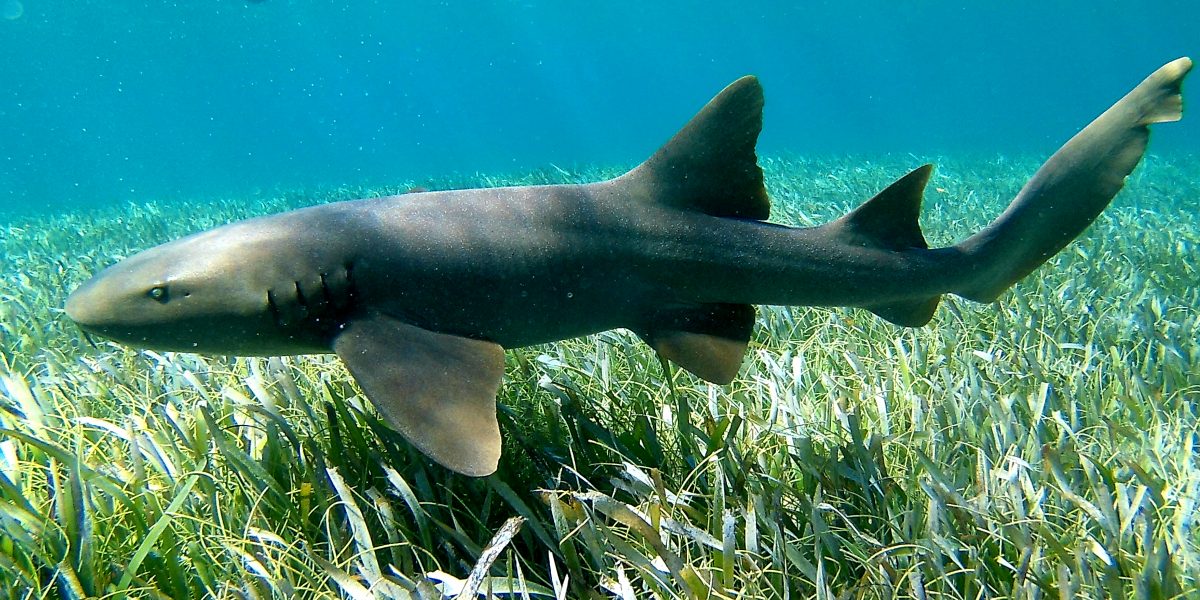 Caye Caulker Marine Reserve - Snorkel Tours - Anda De Wata - Shark & Sting Ray Alley - Snorkel Belizes Barrier Reef