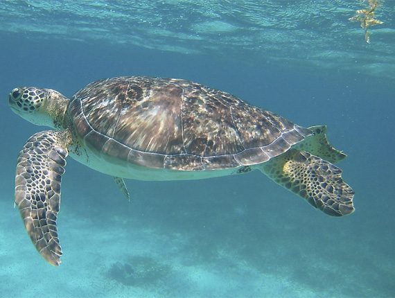Hol Chan Marine Reserve - Snorkel Tours - Anda De Wata - Snorkel with sea Turtles - Coral Gardens - Barrier Reef - Ambergris Caye island