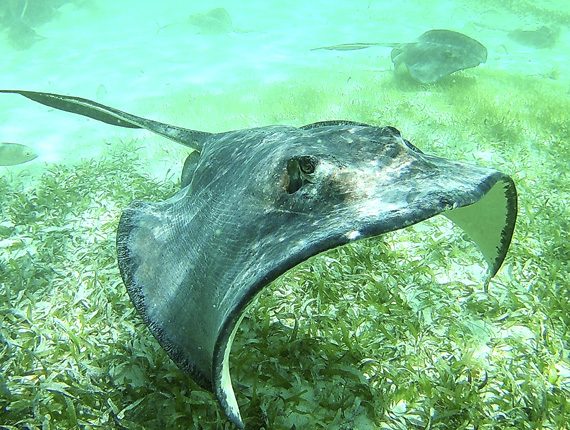 Hol Chan Marine Reserve - Snorkel Tours - Anda De Wata - Snorkel Sting Ray Alley - Coral Gardens - Barrier Reef - Ambergris Caye island