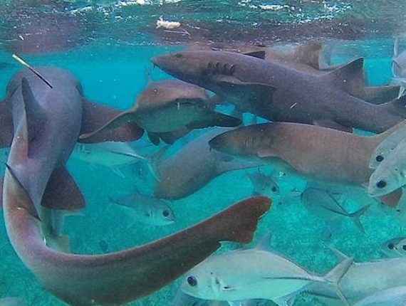 Hol Chan Marine Reserve - Snorkel Tours - Anda De Wata - Snorkel with Sharks and Sting Rays