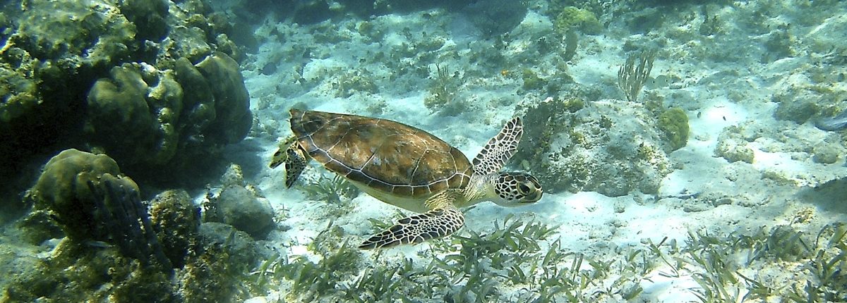 Hol Chan Marine Reserve - Snorkel Tours - Anda De Wata - Snorkel with sea Turtles - Coral Gardens - Barrier Reef - Ambergris Caye island