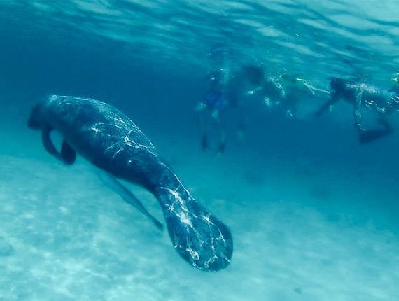 Manatee Tour - Snorkel Tours - Anda De Wata - Enjoy two killer snorkel stops along Belizes Barrier Reef