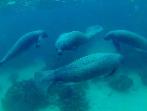 Manatee Tour - Snorkel Tours - Belizes Manatee - Anda De Wata - Sand Bar lunch access - Enjoy two killer snorkel stops along Belizes Barrier Reef