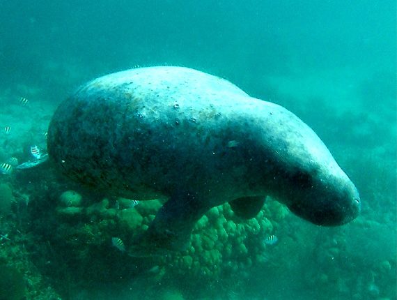 Manatee Tour - Snorkel Tours - Belizes Manatee - Anda De Wata - Sand Bar lunch access - Enjoy two killer snorkel stops along Belizes Barrier Reef