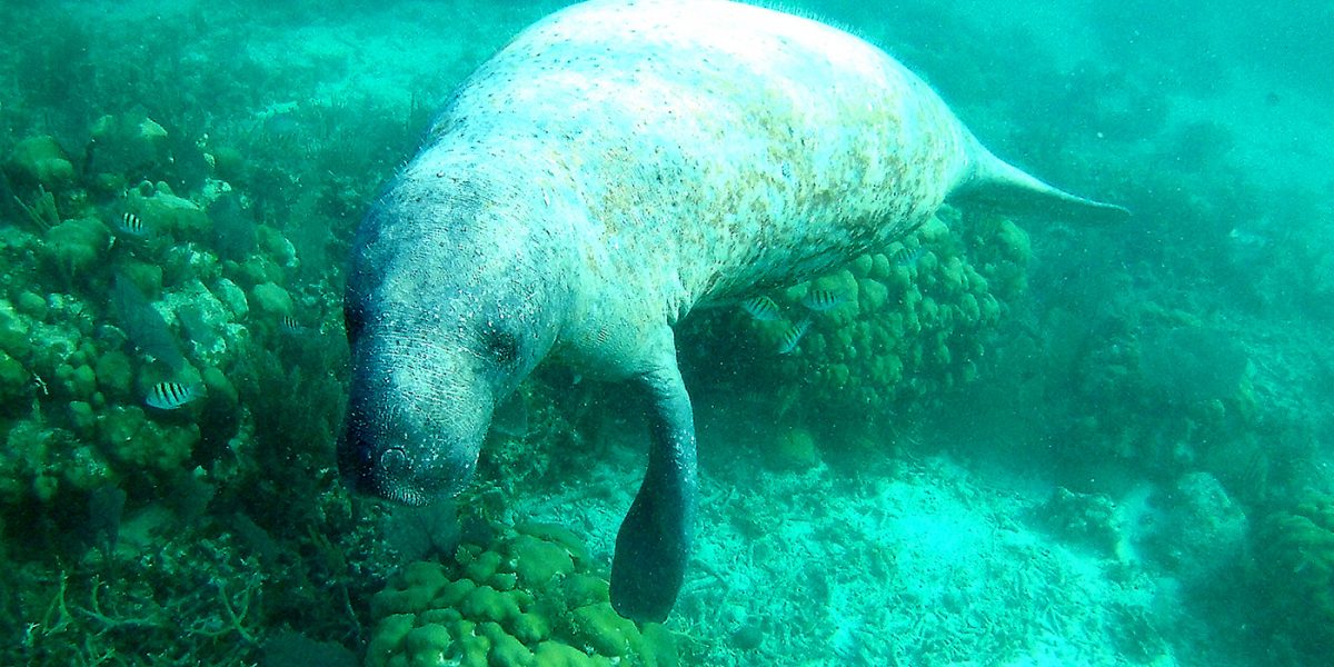 Manatee Tour - Snorkel Tours - Anda De Wata - Enjoy two killer snorkel stops along Belizes Barrier Reef