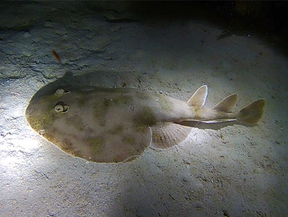 Night Snorkel - Snorkel Tours - Snorkeling Belize - Anda De Wata