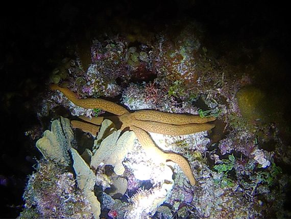 Night Snorkel - Snorkel Tours - Snorkeling Belize - Anda De Wata - Coral Gardens - Barrier Reef