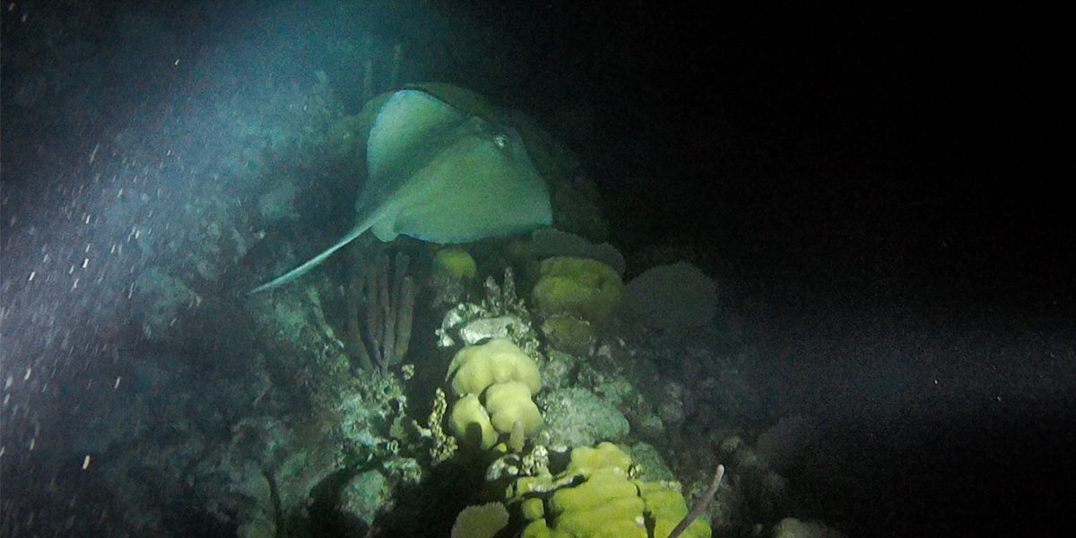 Night Snorkel - Barrier Reef - Snorkel Tours - Snorkeling Belize - Sting Ray Alley - Anda De Wata